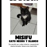 Photo de chat perdu à Requinoa