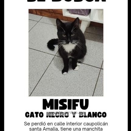 Photo 1/1 Misifu Chat perdu à Requinoa
