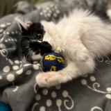 Photo de chat perdu à Chatelguyon