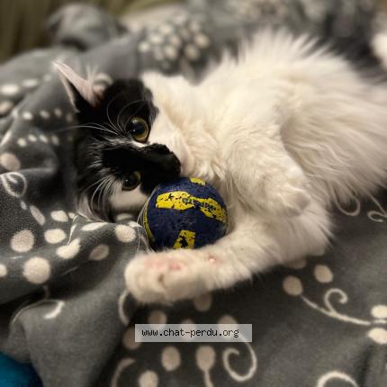 Photo 2/2 Chat retrouvé Perdu à Chatelguyon