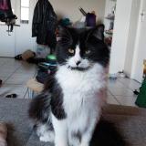 Photo de chat perdu à Carcassonne