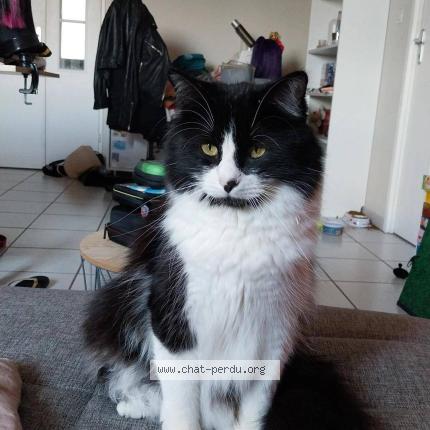 Photo 1/1 Chat retrouvé Perdu à Carcassonne