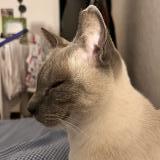 Photo de chat perdu à Puyricard