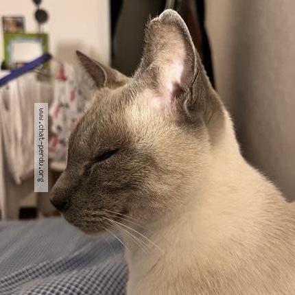 Photo 1/1 Chat retrouvé Perdu à Puyricard