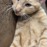 Photo de chat perdu à Bihorel