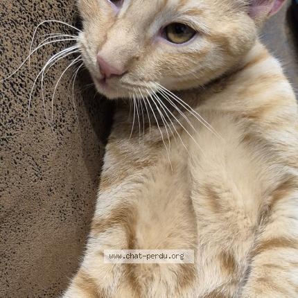 Photo 1/1 Chat retrouvé Perdu à Bihorel