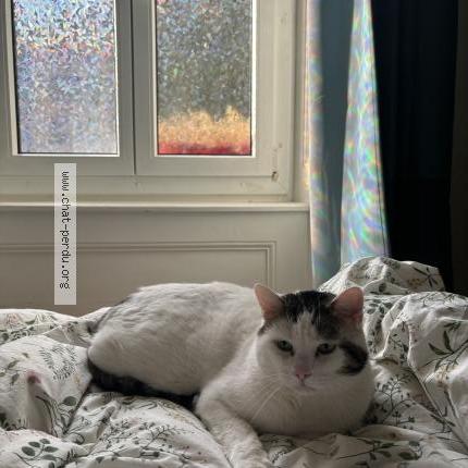 Photo 1/1 Picsou Chat perdu à Neuchatel