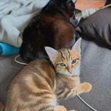 Photo de chat perdu à Thouron