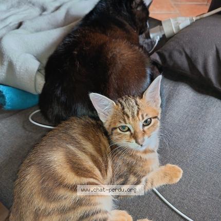 Photo 1/1 Chat retrouvé Perdu à Thouron