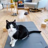 Photo de chat perdu à Vannes