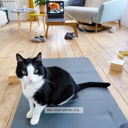 Photo de chat perdu à Vannes