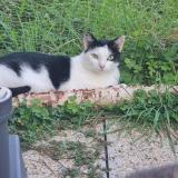 Photo de chat perdu à Wickersheim Wilshausen