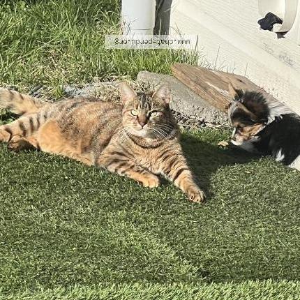 Photo 1/1 Chouquette Chat perdu à Jonzac