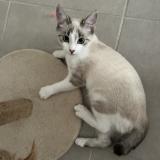 Photo de chat perdu à Juvignac