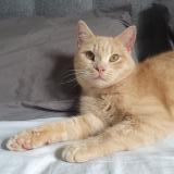 Photo de chat perdu à Saint Pierre De Varengeville