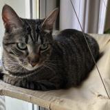 Photo de chat perdu à Paris