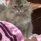 Photo de chat perdu à Sargodha