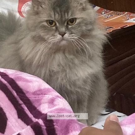 Photo 1/1 Mano Chat perdu à Sargodha