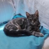 Photo de chat perdu à Angers