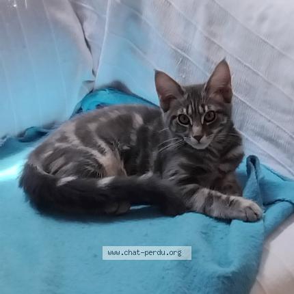 Photo 1/1 Chat retrouvé Perdu à Angers