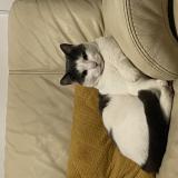 Photo de chat perdu à Evin Malmaison