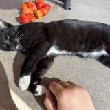 Photo de chat perdu à San Diego