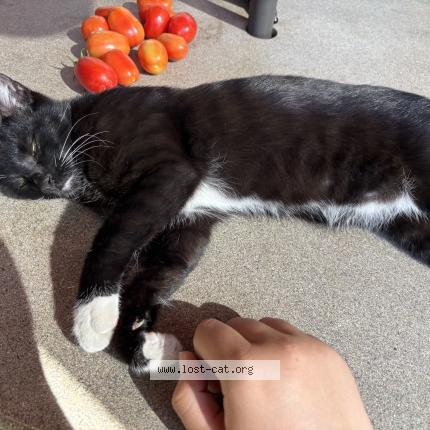 Photo 1/1 Tux Chat perdu à San diego