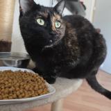 Photo de chat perdu à Le Coudray Montceaux