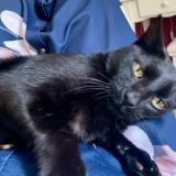 Photo de chat perdu à Oltingue