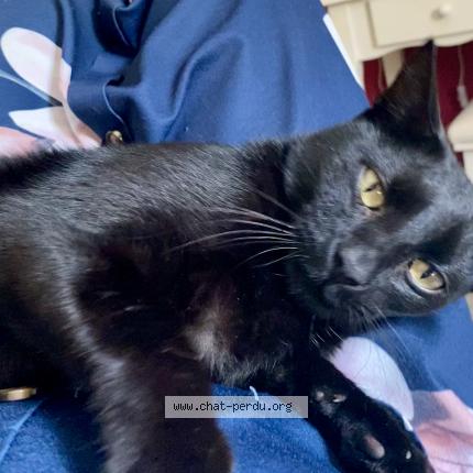 Photo 1/1 Chat retrouvé Perdu à Oltingue