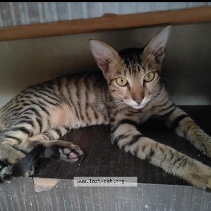 Photo 1/1 Shinchan Chat perdu à Raipur