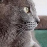 Photo de chat perdu à Roquebrune Sur Argens