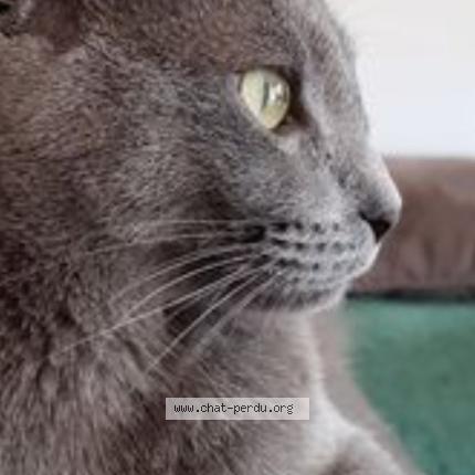 Photo 1/1 Chat retrouvé Perdu à Roquebrune sur argens