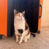 Photo de chat perdu à Bourg Saint Maurice