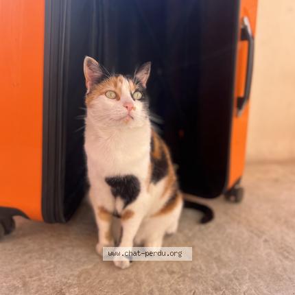 Photo 1/1 Chat retrouvé Perdu à Bourg saint maurice