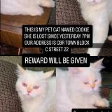 Photo de chat perdu à Islamabad Cbr Town