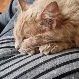 Photo de chat perdu à Temuco