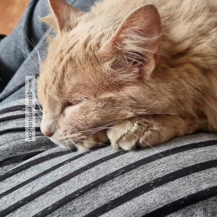 Photo 1/1 Maja desnuda Chat perdu à Temuco