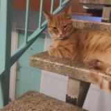 Photo de chat trouvé à Apt