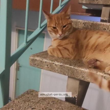 Photo 1/1 Chat retrouvé Trouvé à Apt