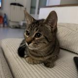 Photo de chat perdu à Villeparisis