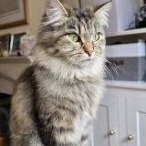 Photo de chat perdu à London