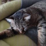 Photo de chat perdu à Le Pont De Beauvoisin