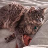 Photo de chat perdu à Brest