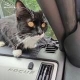 Photo de chat perdu à Lexington