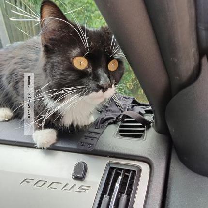 Photo 1/1 Sox Chat perdu à Lexington