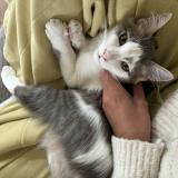 Photo de chat perdu à La Tremblade