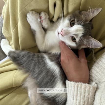 Photo 1/1 Chat retrouvé Perdu à La Tremblade