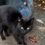 Photo de chat perdu à Vierzon