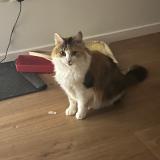 Photo de chat perdu à Stains